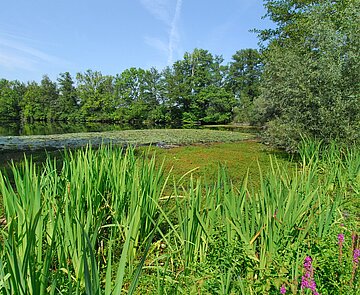Ein mit Pflanzen bewachsener Fritschlach-See