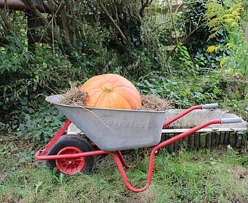 Schubkarre mit großem Kürbis, Herbstliche Ernte