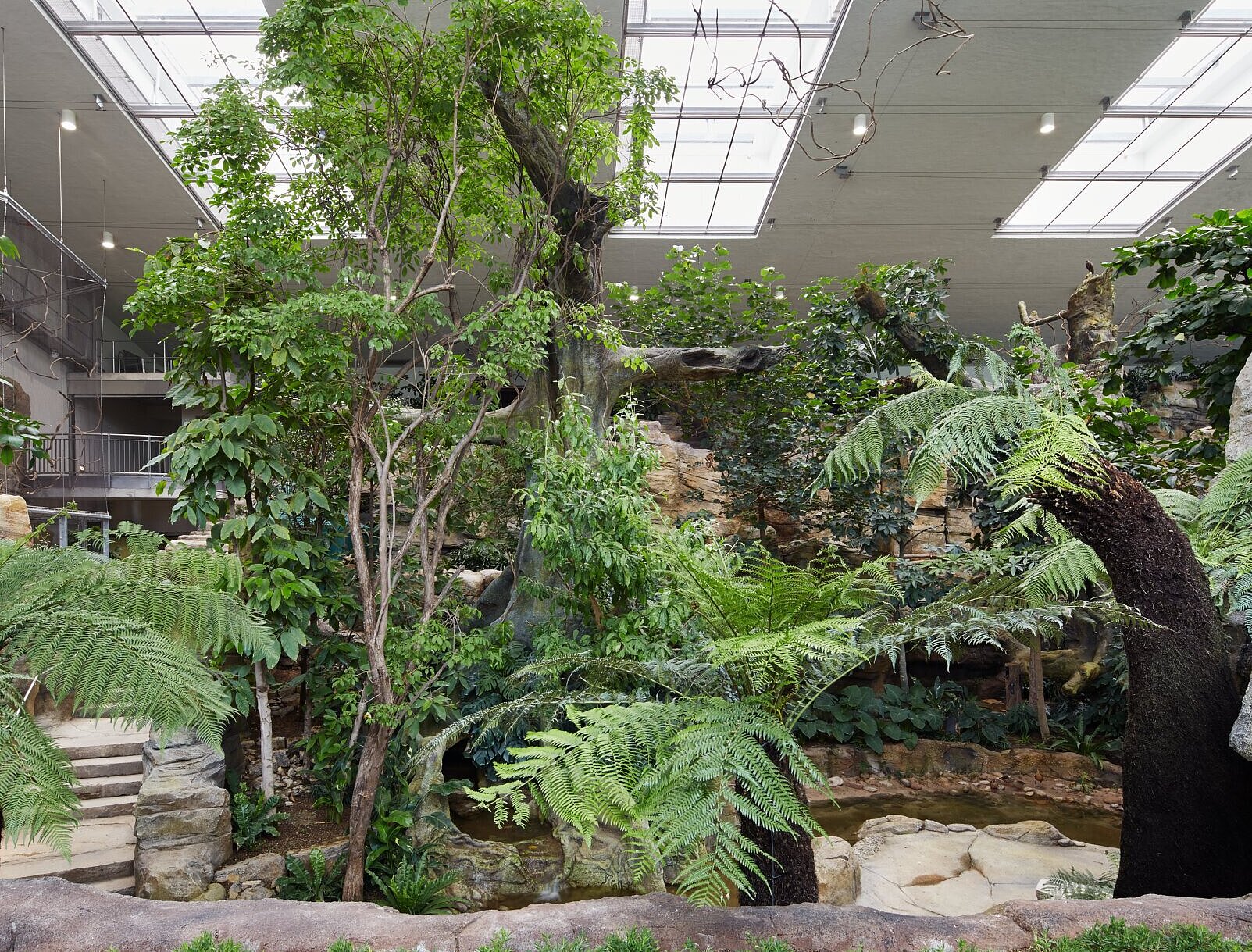 Blick auf die tropische Uferlandschaft mit Riesenbäumen für die Affen und Vögel.