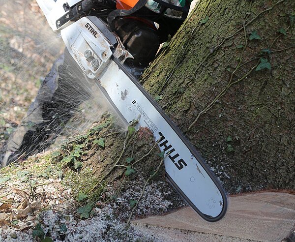 Baumfällung und Baumpflanzung