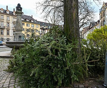 ausgediente Christ- bzw. Weihnachtsbäume liegen an Weihnachtsbaumsammelstelle im Stadtgebiet