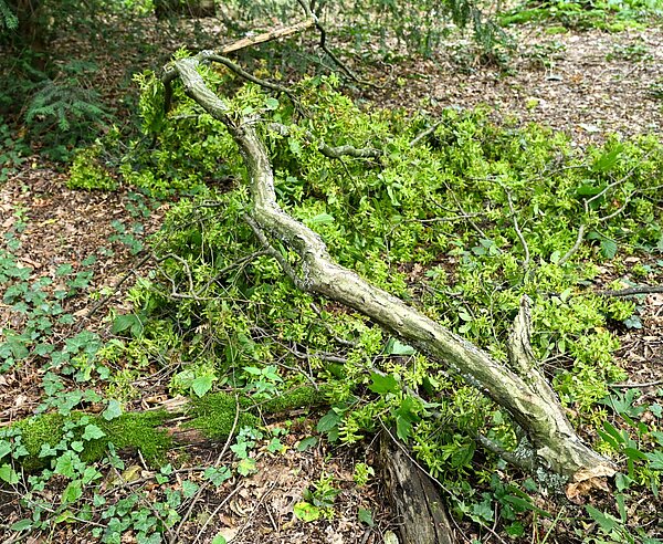 abgebrochener Ast nach Trockstress im Hardtwald