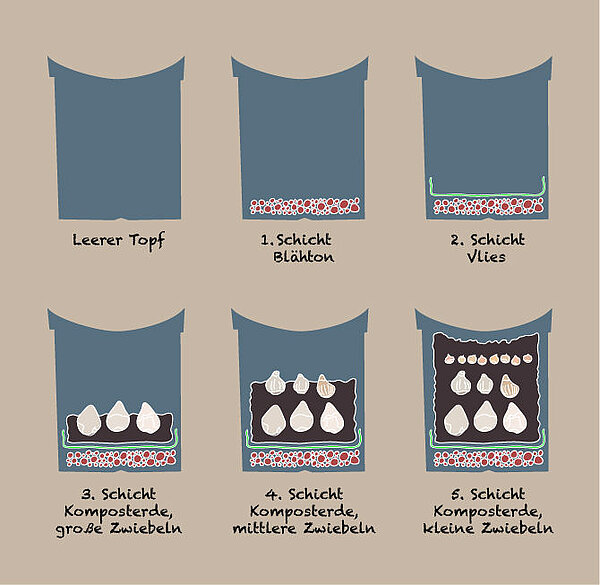 Grafik mit den einzelnen Pflanzschritten: Im Querschnitt durch einen Blumentopf werden die Schichten von Erde und Blumenzwiebeln gezeigt.
