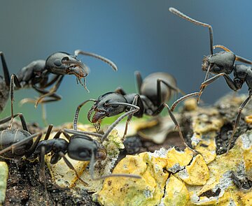 Mehrere Ameisen der Art Tapinoma magnum in Nahaufnahme