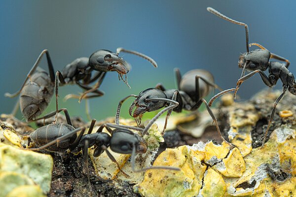 Mehrere Ameisen der Art Tapinoma magnum in Nahaufnahme