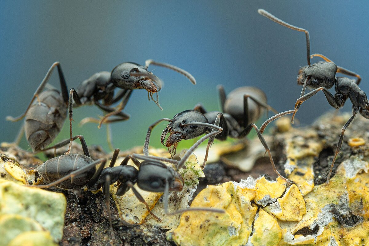 Invasive ants in Karlsruhe