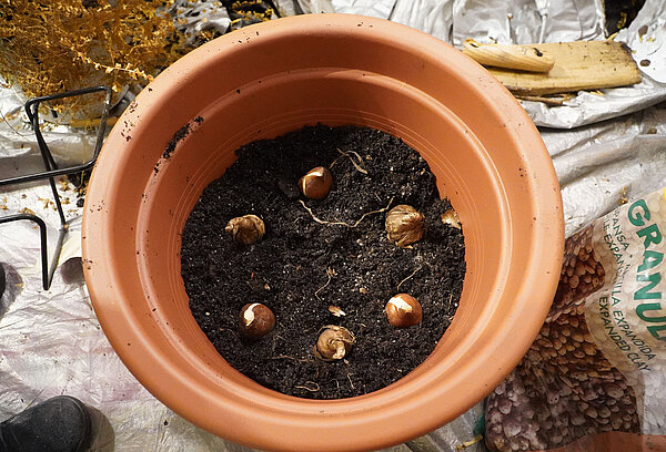 zweite_Schicht_Zwiebeln