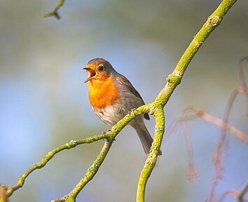 Vogelstimmen mal anders - Einführung in die Welt der Vogelgesänge