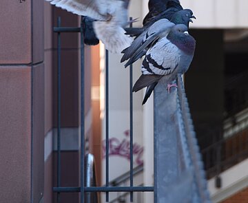 Der Kronenplatz gilt als ein problematischer „Tauben-Hotspot“.