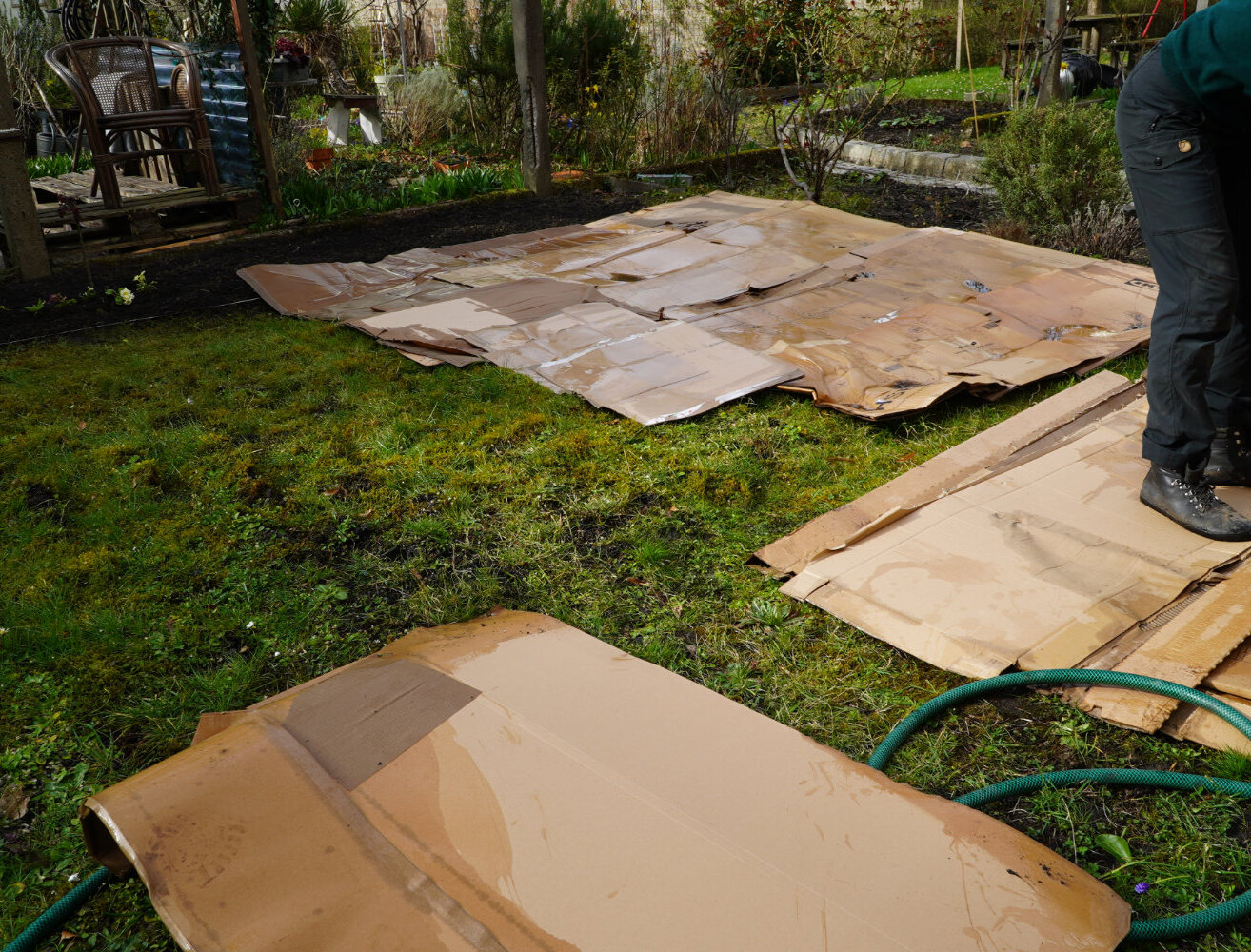 Rasen der teilweise mit nassen Kartons angedeckt ist.Eine Person steht auf Karton.