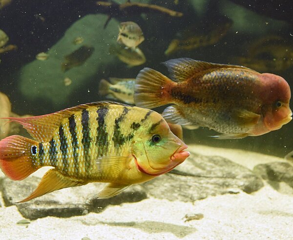 Fische schimmen im Aquarium.