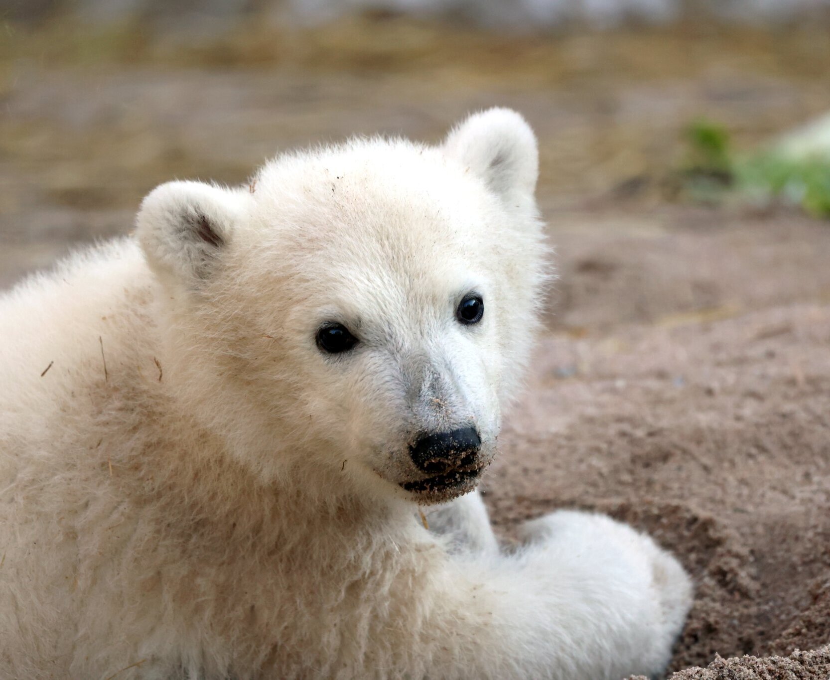 Der kleine Eisbär kann ab kommenden Mittwoch von den Zoogästen beobachtet werden. 