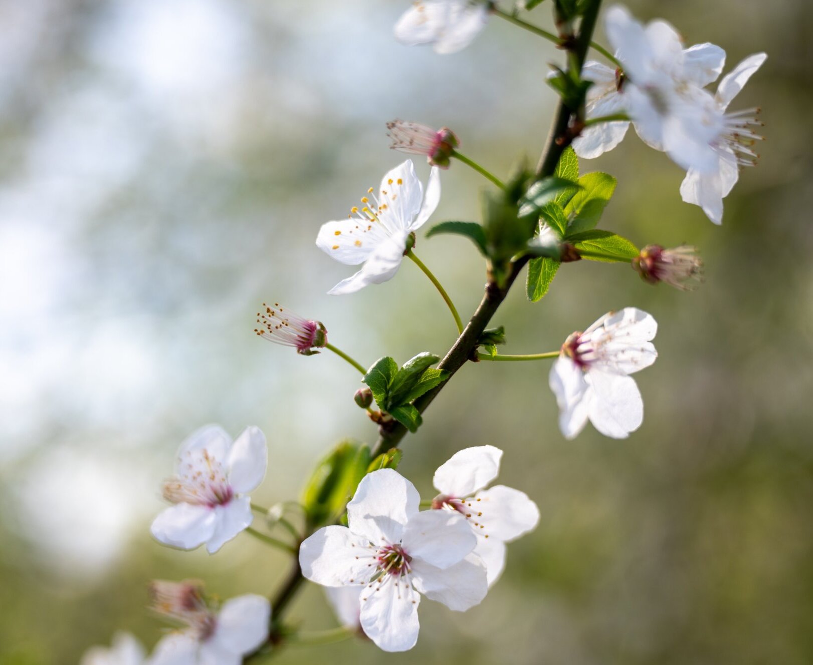 Weiß blühender Zweig einer Schlehe  