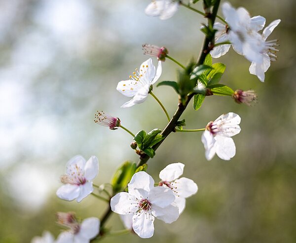 Weiß blühender Zweig einer Schlehe  