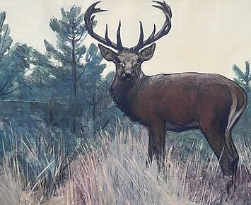 Tiere - Pfoten, Hufe, Federn