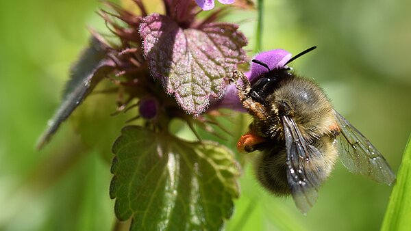 Das Bild zeigt eine Pelzbiene auf einer Taubnessel. 
