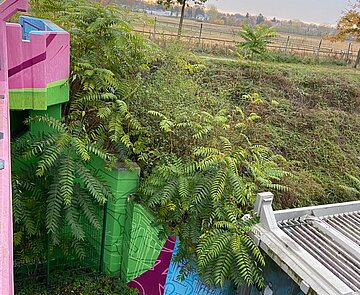 Götterbaumaufwuchs an der Haltestelle August-Bebel-Straße