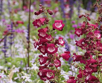 Führung Sommerblumen Zoologischer Stadtgarten