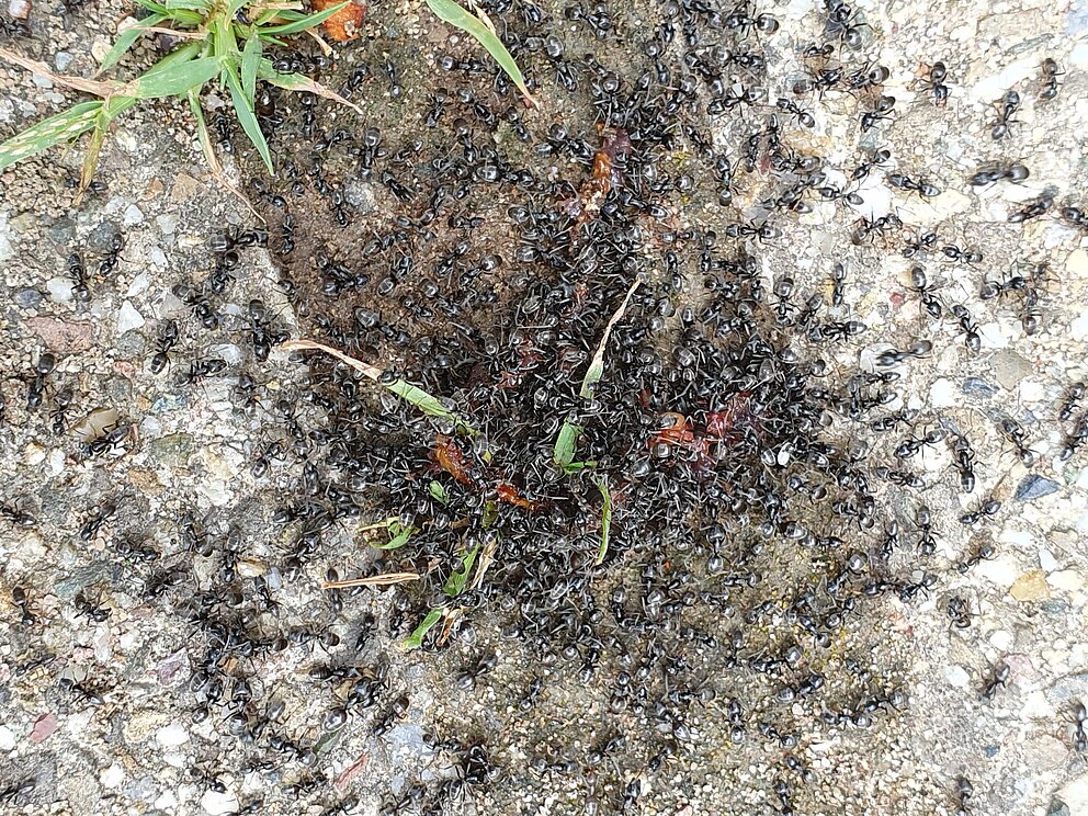 Ameisenkolonie auf der Straße.