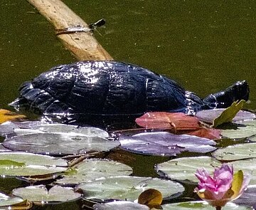 Nicht heimische Wasserschildkröte im Karlsruher Schlossgarten
