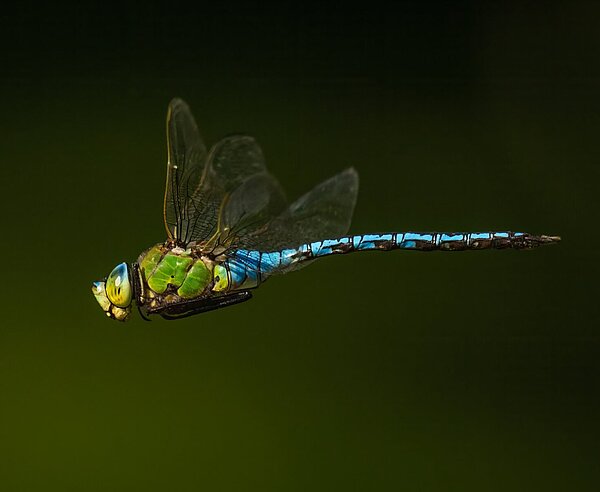Große Königslibelle im Flug am See