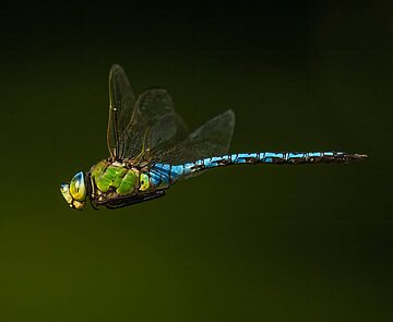 Große Königslibelle im Flug am See