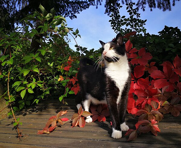Schwarze Katze mit weißem Bauch steht auf Holzsteg und schaut nach rechts. Im Hintergrund zu sehen sind Sträucher in herbstlicher Pracht.