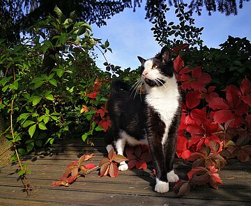 Schwarze Katze mit weißem Bauch steht auf Holzsteg und schaut nach rechts. Im Hintergrund zu sehen sind Sträucher in herbstlicher Pracht.