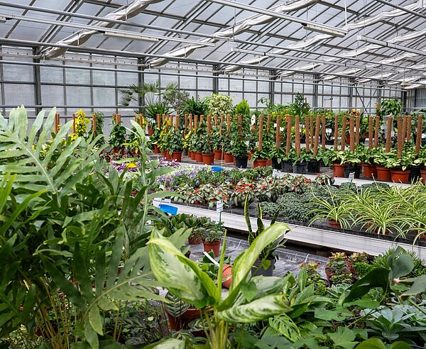 Pflanzen, Blumen und Setzlinge  im Gewächshaus der Stadtgärtnerei