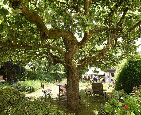 Ein Baum  mit Holzstühlen, Büschen und Blumen