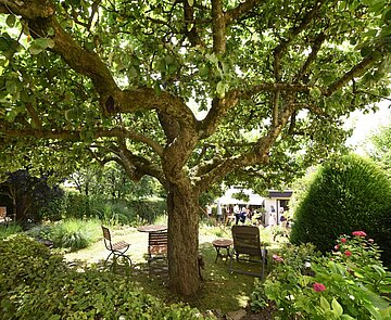 Ein Baum  mit Holzstühlen, Büschen und Blumen