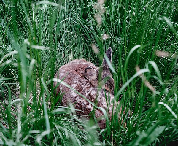 Ein Rehkitz liegt gut getarnt im Gras.
