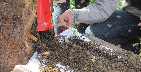 Abbildung zeigt Bienen.