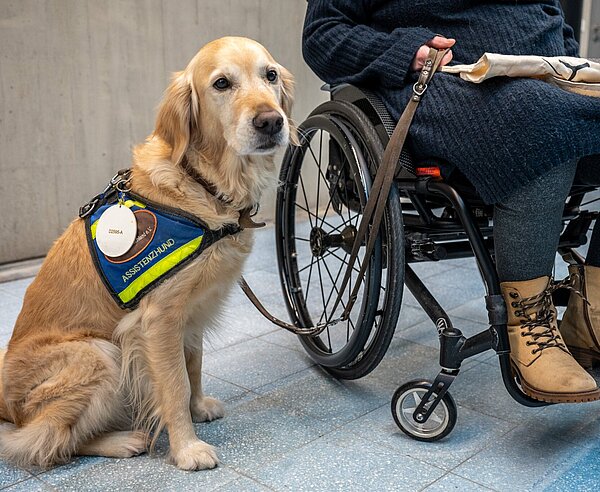 im Bild angeschnittene Person im Rollstuhl in Begleitung von Assisenzhund