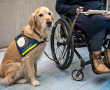 im Bild angeschnittene Person im Rollstuhl in Begleitung von Assisenzhund