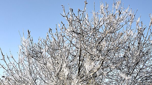 Das Bild stellt einen ca. 2 m großen Strauch dar, der komplett von einem feinen Netz der Gespinnstmotte und deren Larven überzogen ist. Die Blätter des Strauches sind vollständig abgefressen.