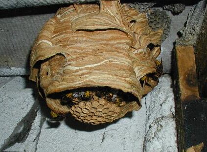 Nest der Europäischen Hornisse