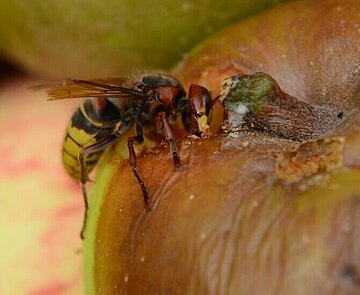 2023 sind viele Hornissen unterwegs.