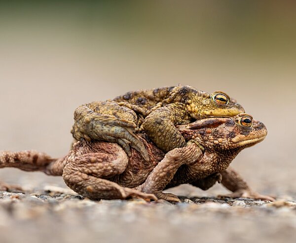 Die Erdkröte (Bufo bufo), Krötenwanderung 2025 