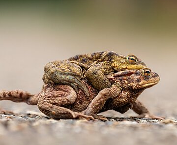 Die Erdkröte (Bufo bufo), Krötenwanderung 2025 