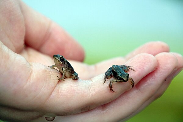 Junge Moorfrösche kurz nach der Metamorphose in der Aufzuchtanlage im Zoo Karlsruhe. 
