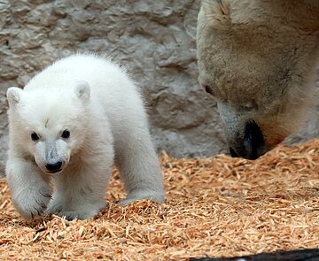 Der kleine Eisbär wird ab dem 12. März für Zoobesucher zu sehen sein. 