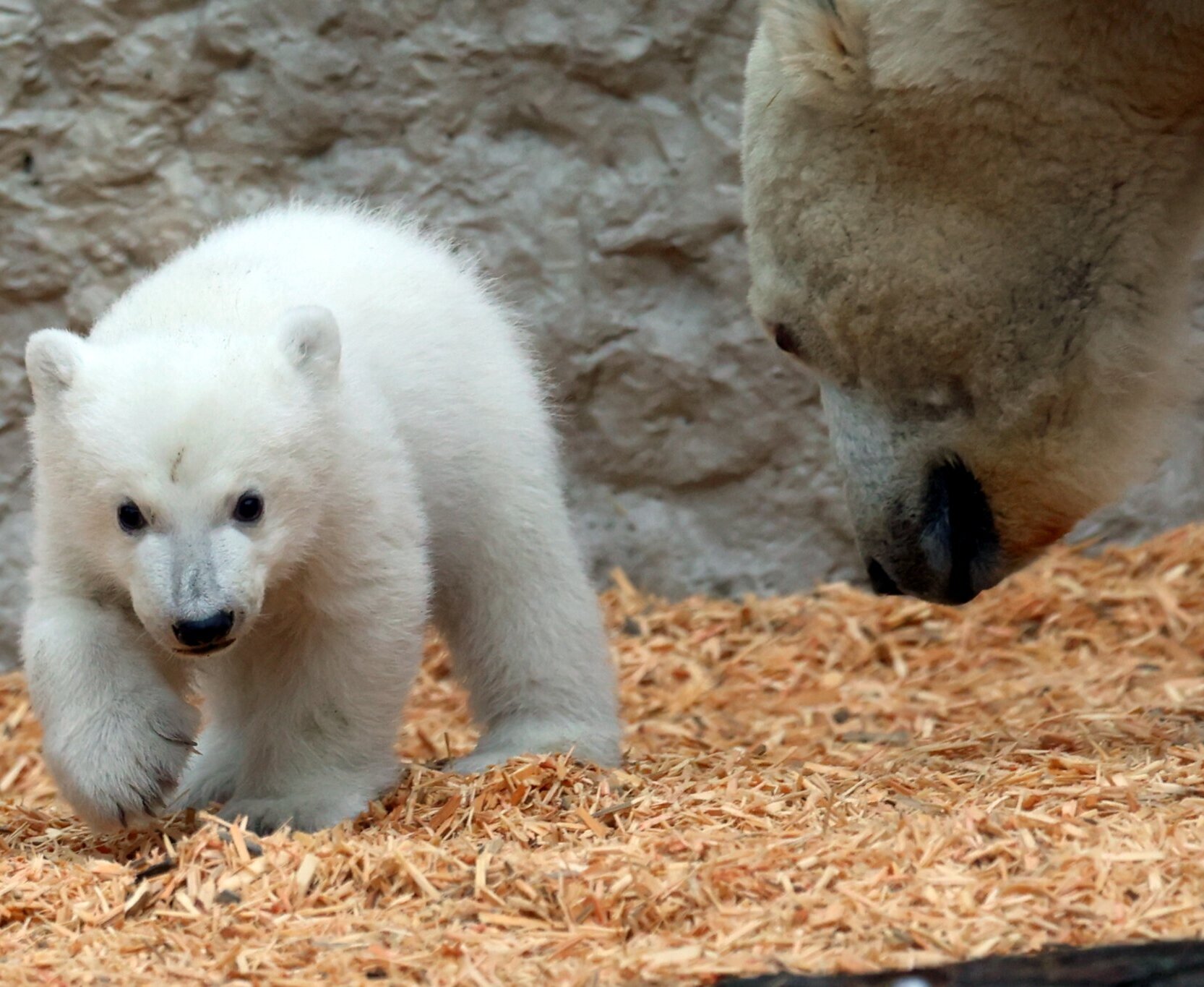 Der kleine Eisbär wird ab dem 12. März für Zoobesucher zu sehen sein. 