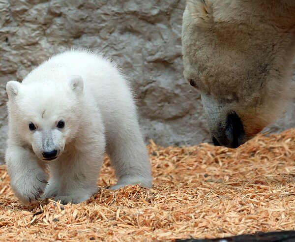 Der kleine Eisbär wird ab dem 12. März für Zoobesucher zu sehen sein. 