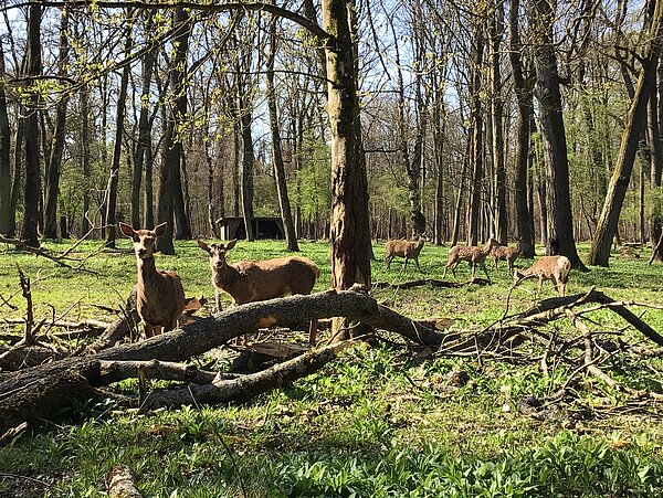 Das Bild zeigt Rotwild im Gehege