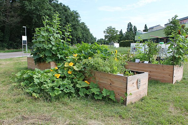 Hochbeete auf einer Wiese im Kauz-Gärtchen in der Waldstadt