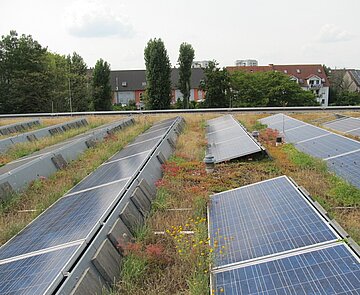Begrünte Dachflächen der Schule am Weinweg
