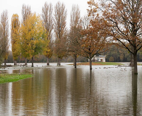Hochwasser am Rheinufer bei Karlsruhe-Rappenwört
