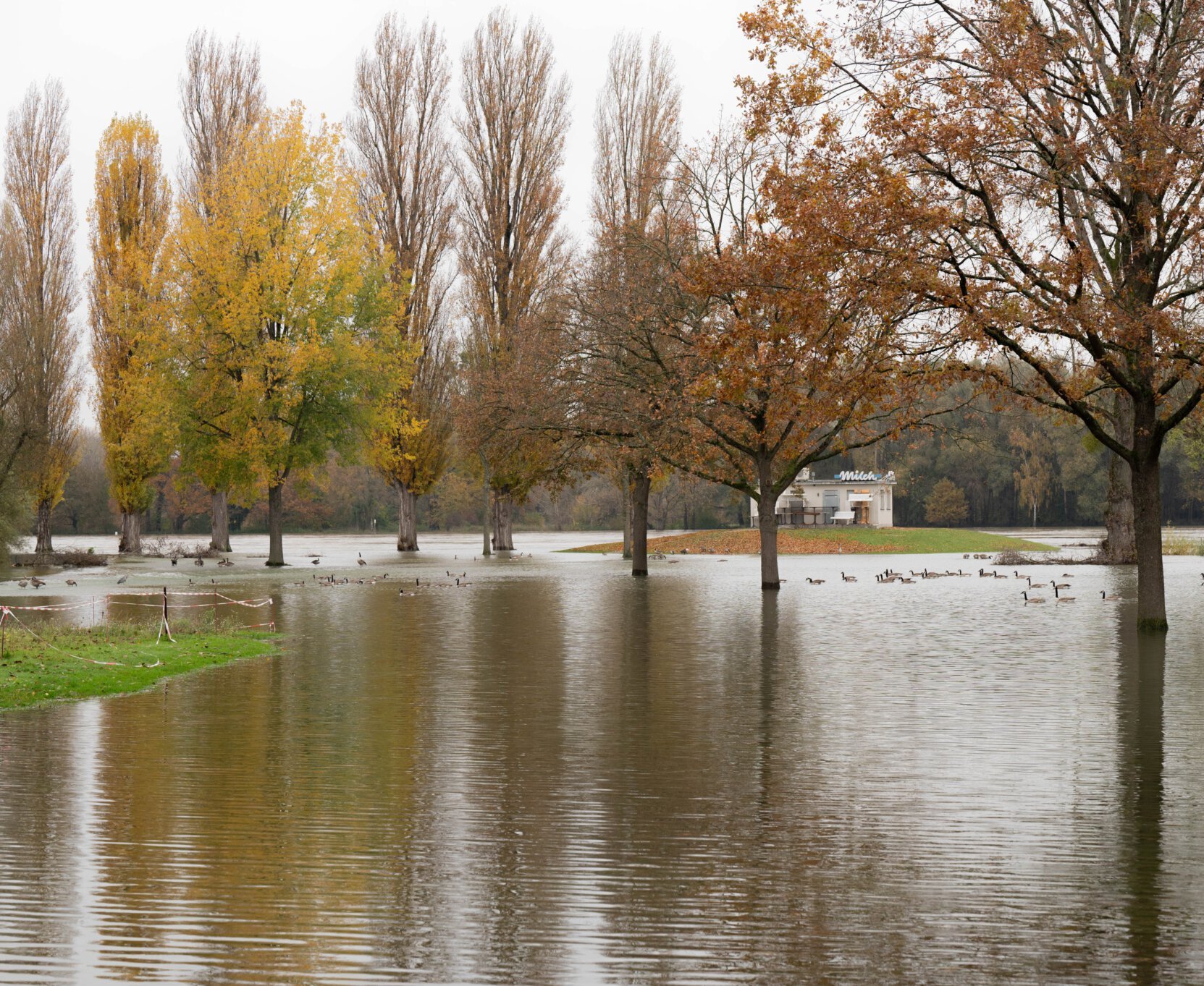 Hochwasser am Rheinufer bei Karlsruhe-Rappenwört