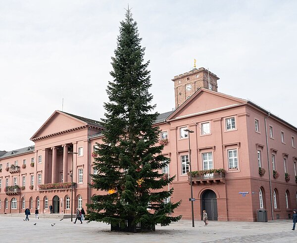 Der Weihnachtsbaum steht auf dem Marktplatz  vor dem Rathaus